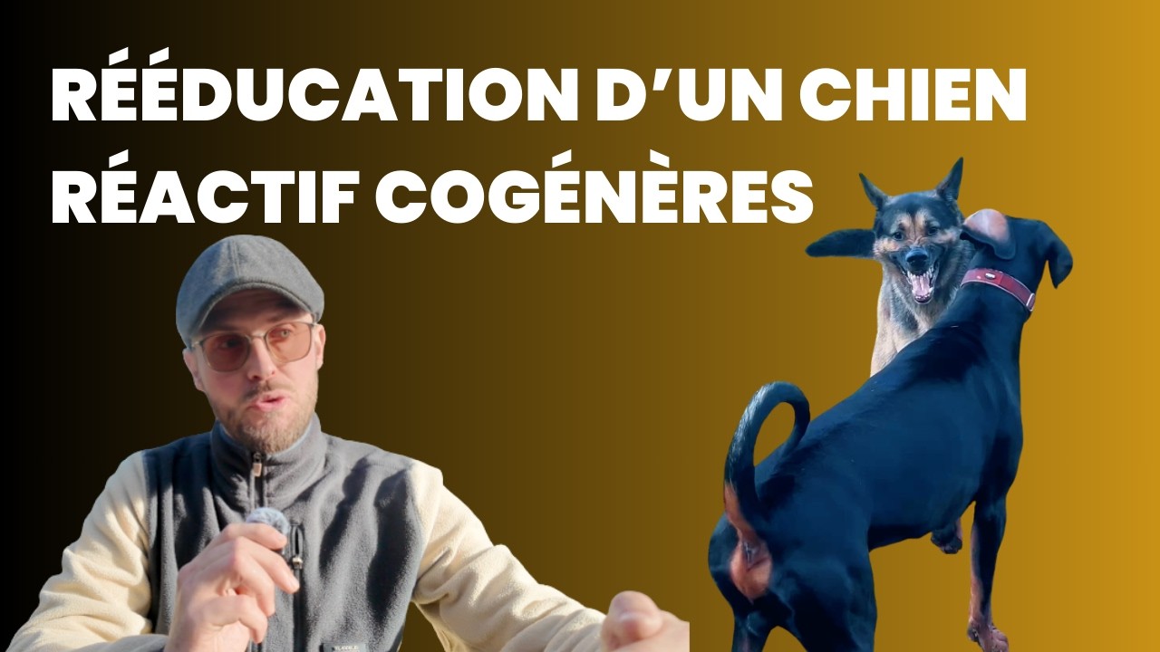 Chien agressif : la transformation d’un Berger Allemand (cas réel)