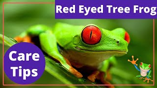 5 Tips On How To Keep The Red Eyed Tree Frogs