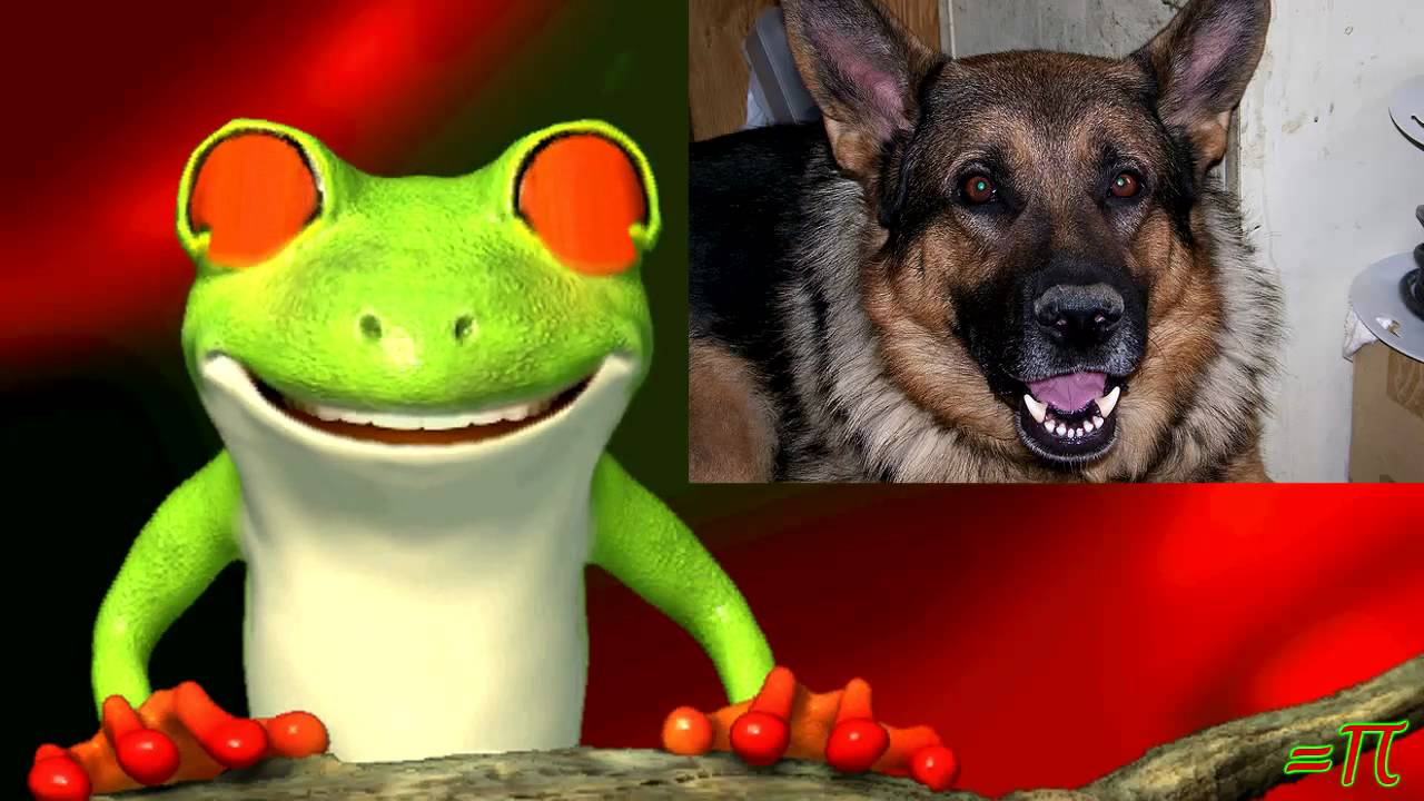 How Many Dogs Does It Take To Change A Light Bulb? YouTube