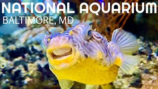 Ultimate Guide to the National Aquarium | Sharks, Fun and More.