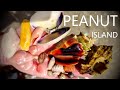 An amazing day of shelling at peanut island in palm beach