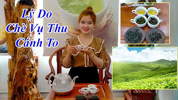 Lý Do Chè Thái Nguyên Vụ Thu Cánh To - TRÀ TIÊN LẦU