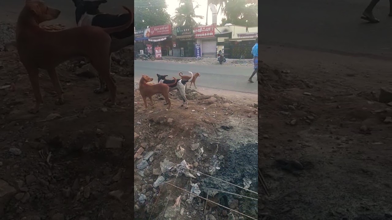 the video kitchen garlic secrshi