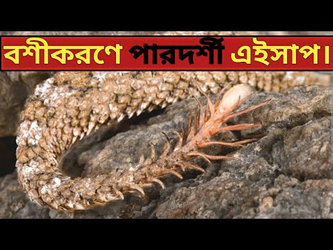 Spider tail viper / most venomous snake #mysteriousworldAsim #snake