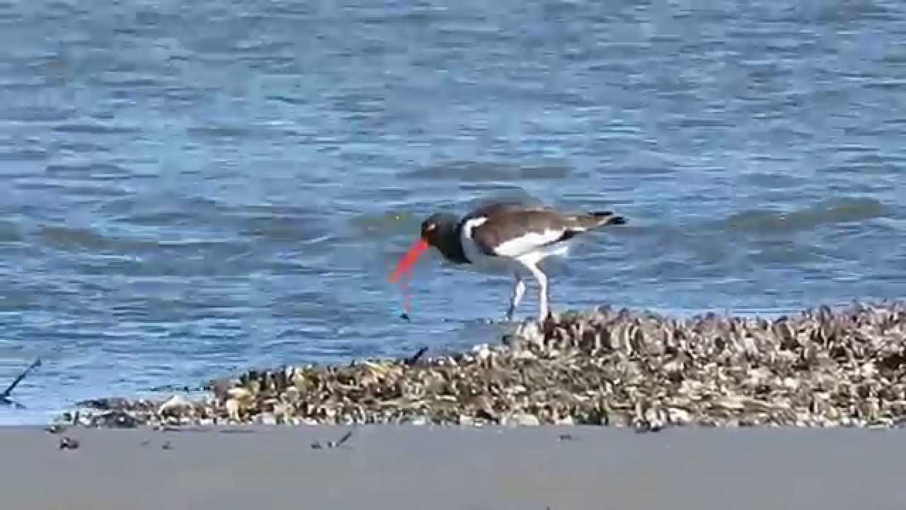 OYSTERCATCHER EATING OYSTERS YouTube