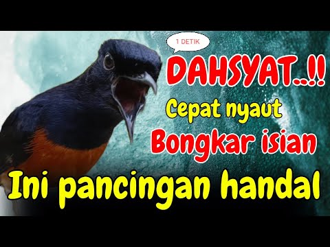 Menolong Wanita Cantik Di Tinggal Kakaknya Di Jalan Sepi Suruh Naik Bus Untuk Pergi