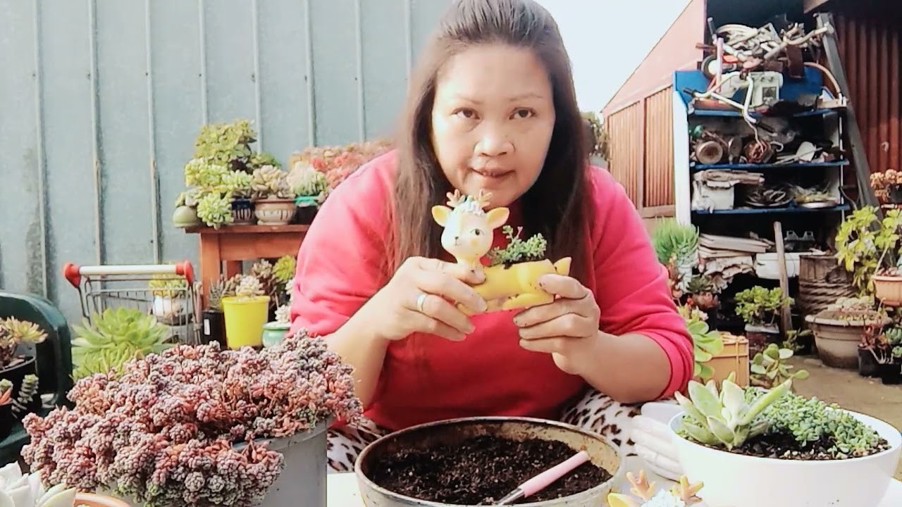 repotting Lilac mound!sedum Major!