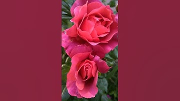 Thumbnail of Hot Cocoa Rose, orange and brown