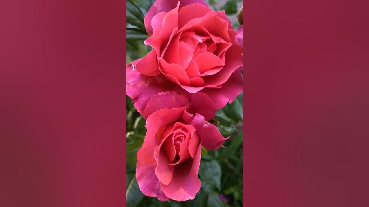 Hot Cocoa Rose, orange and brown