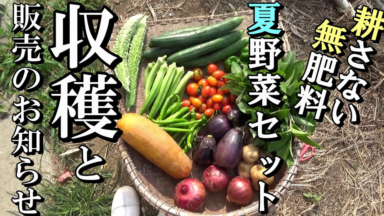 【自然農】「夏野菜セット」の収穫と販売のお知らせ