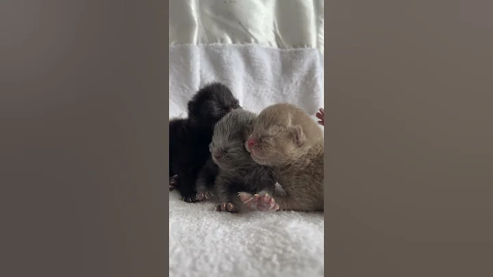 Video 5064551: british shorthair longhair, british shorthair lilac boy, british shorthair blue boy, british longhair black, litter born, newborn kittens