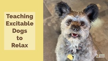 Excitable Dogs Learn How to Relax - Dr. Overall’s Protocol for Relaxation