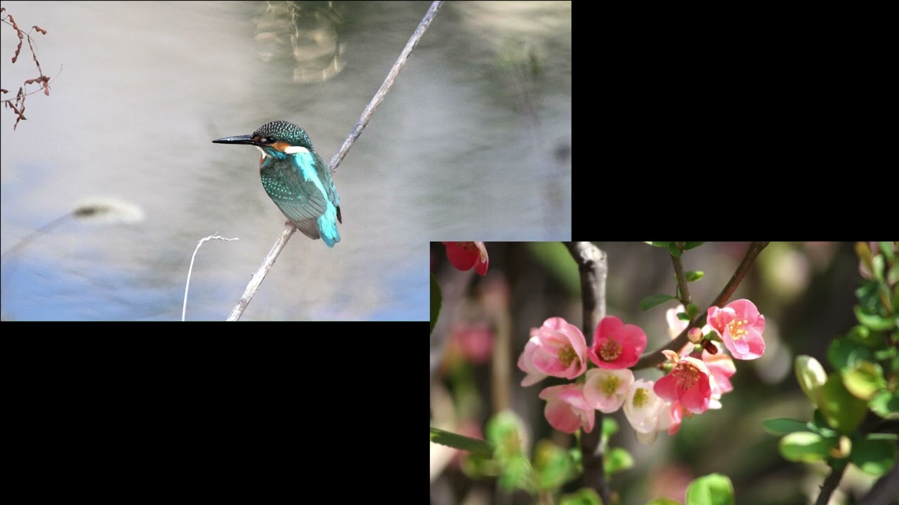 3975#カワセミ写真No025#ボケ#Kingfisher#Chaenomeles speciosa