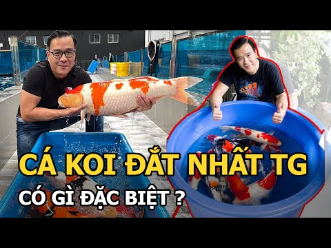 Video Cá Koi đắt nhất thế giới giá ngang căn biệt thự có gì... - youtube