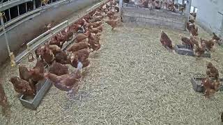 Live Camera Axis P1435-LE (720p)
