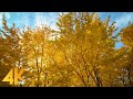 10 HRS Incredible Fall Foliage 4K Autumn Colors Yellow And Red Maple Trees NO LOOP