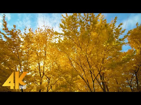 10-HRS-Incredible-Fall-Foliage---4K-Autumn-Colors---Yellow-an