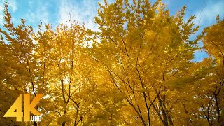 10 HRS Incredible Fall Foliage - 4K Autumn Colors - Yellow and Red Maple Trees (NO LOOP)