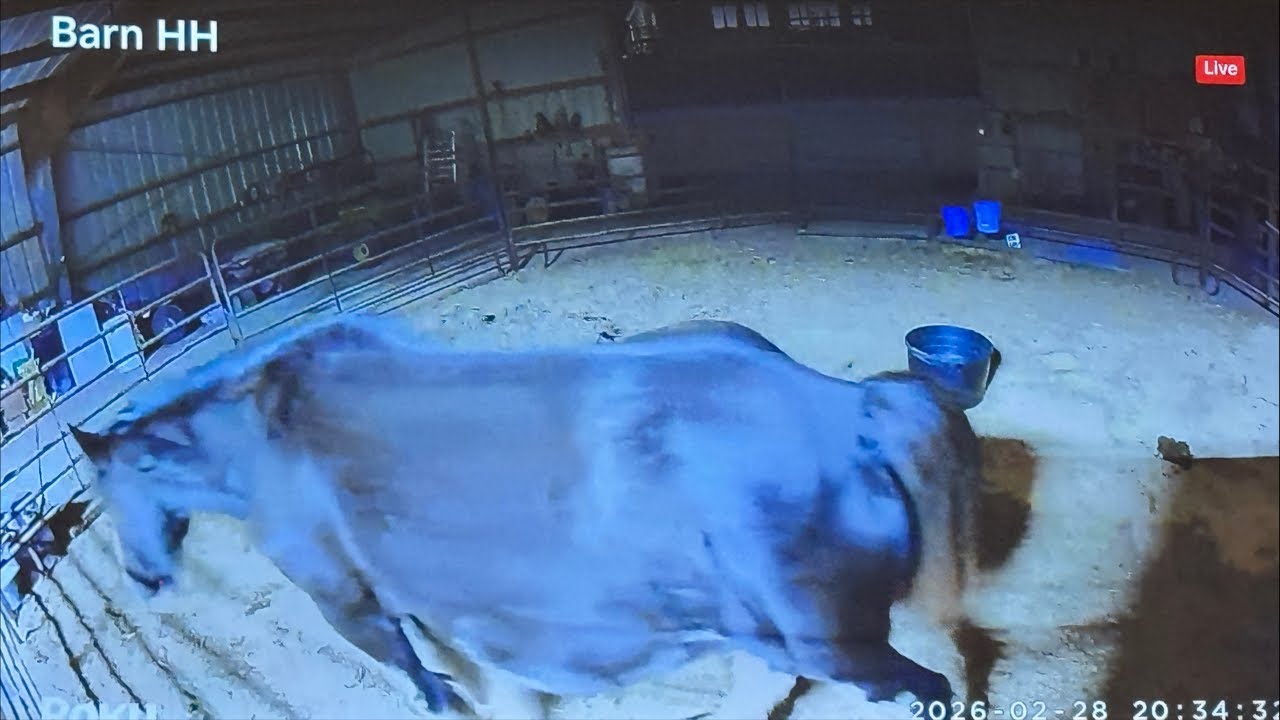 LIVE Official Foal Watch! | She Has Wax!