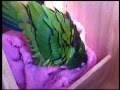 りっちゃんの巣づくり　Dusky headed conure