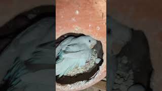 Day 44- budgie breeding progress #birds #nest #viral #shortsviral