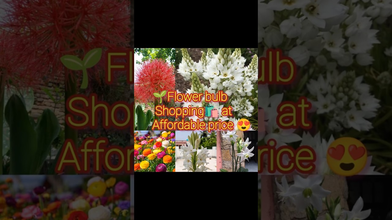 🌿Flower bulb shopping online at