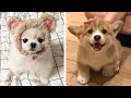 Cute puppies doing funny things  cutest puppies in the worlds  cute puppies