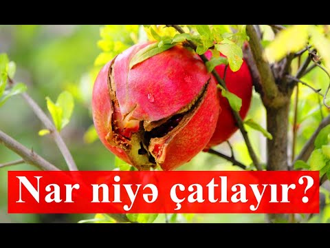 Video: Niyə Qabıq çatlayır