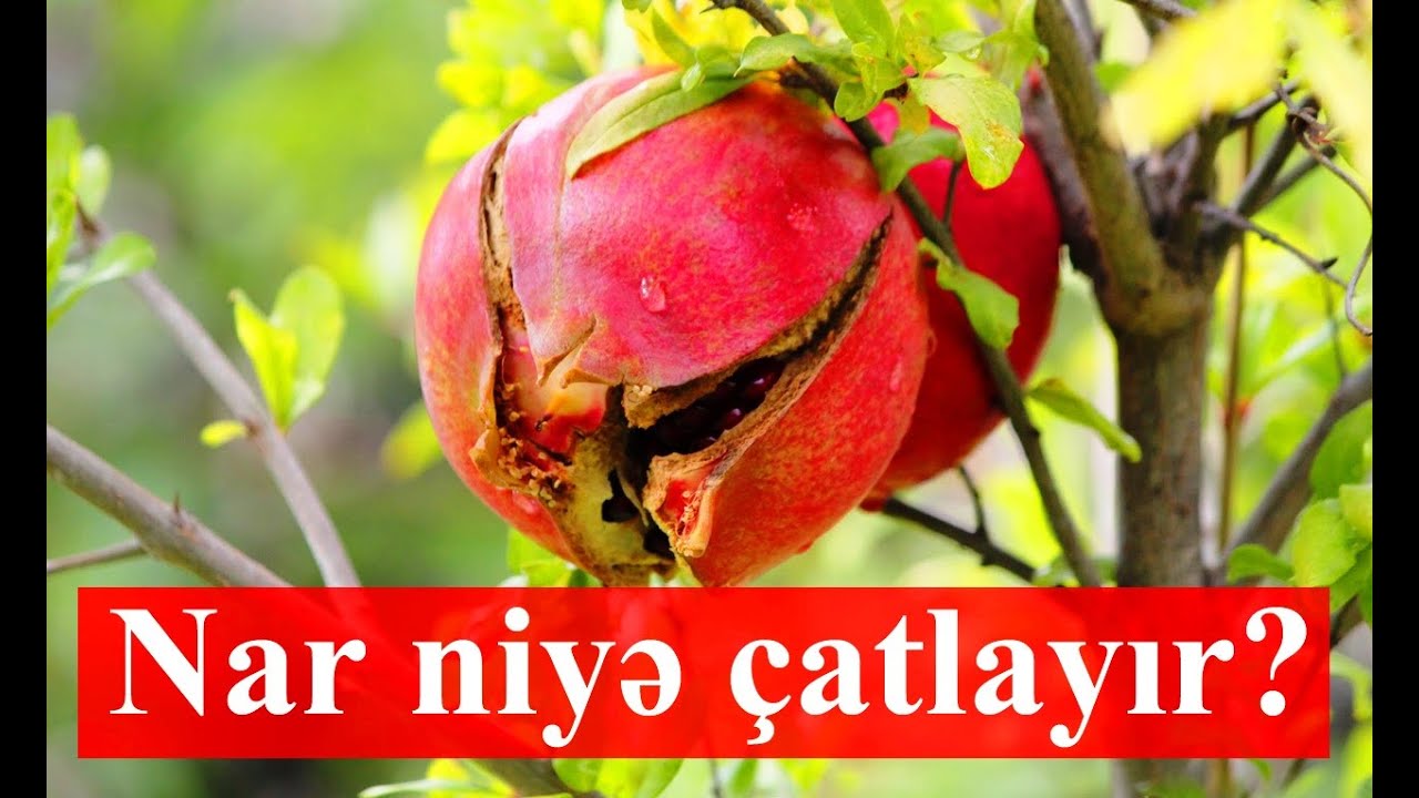 Nar niyə çatlayır? Nar Neden Çatlar?  Nasıl Önlem Alınır?