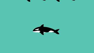 Orcas: Our Shared Future - ON NOW!