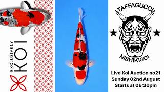 Live Koi Auction No21