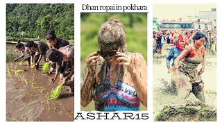 Ashar 15 special || dhan ropai in Pokhara nepal ||vlog