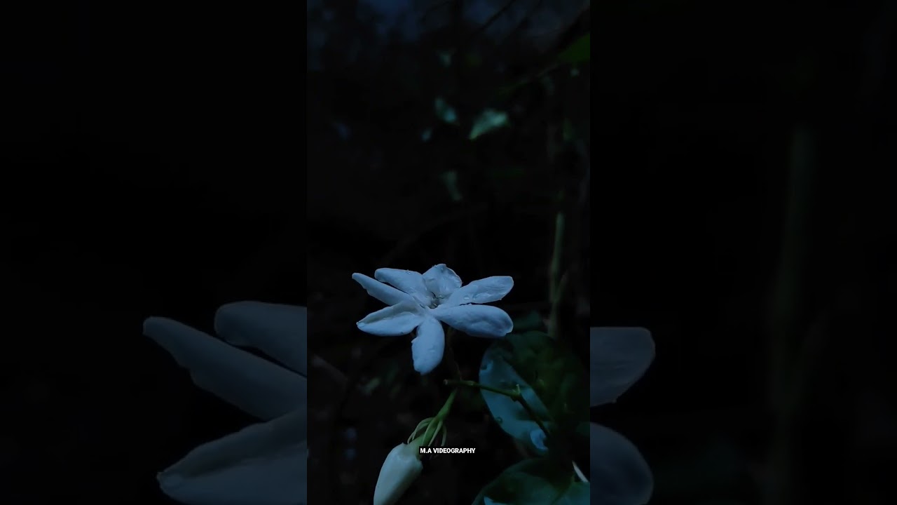 A Serene Moment of a Flower 