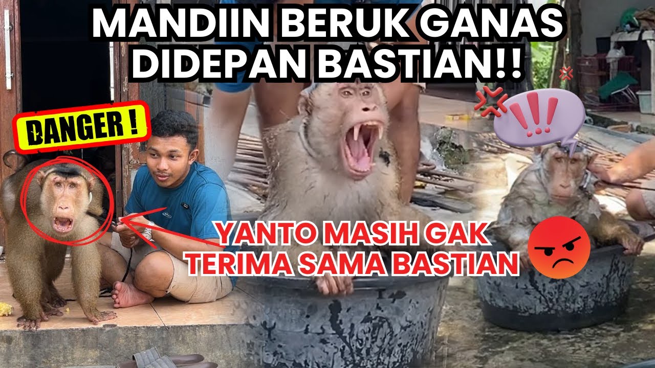 Купание дикого спасённого обезьяны!! Обезьяна Янто пытается атаковать?!