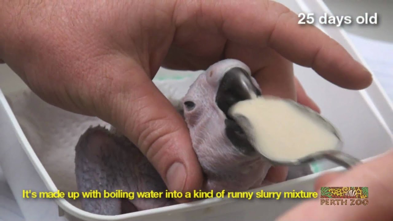 Hand-raising a Blue-and-Gold Macaw