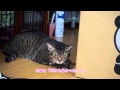 焦りすぎて怒られる猫