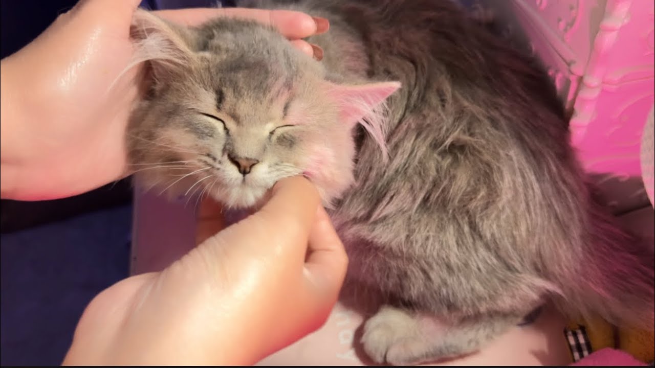 ASMR SEARCHING BUGS IN MY CAT