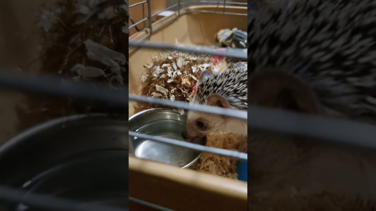 Как Ёжик Тимоха пьет воду 🤗 