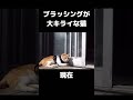 帰宅拒否をする猫が思わず帰りたくなる魔法の言葉