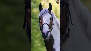 Premium AES Show Jumping Gelding: Elite Prospect (165 cm)