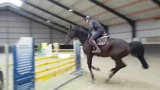 6yo by Chin Top training - Sold!