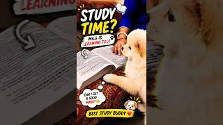 📚 Milo Is Studying For His Exam! 🐶😂 #milo #shorts #puppy #shortvideo