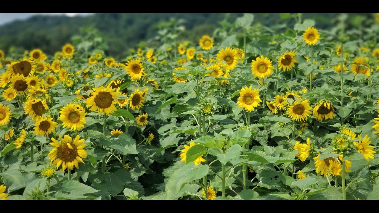 Brookdale Farms, Eureka, Missouri Road Life More Life YouTube