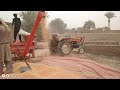 Maize threshing  village life style vlog  m ashraf malik 20
