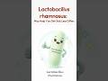 Lactobacillus rhamnosus for Immune Support