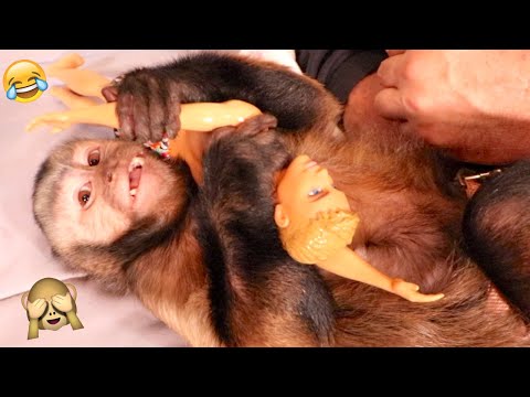 cute-capuchin-monkey-girl-reacts-to-ken-doll!