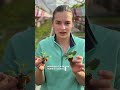 Cum se numește Dalia la voi în zonă?😏😏