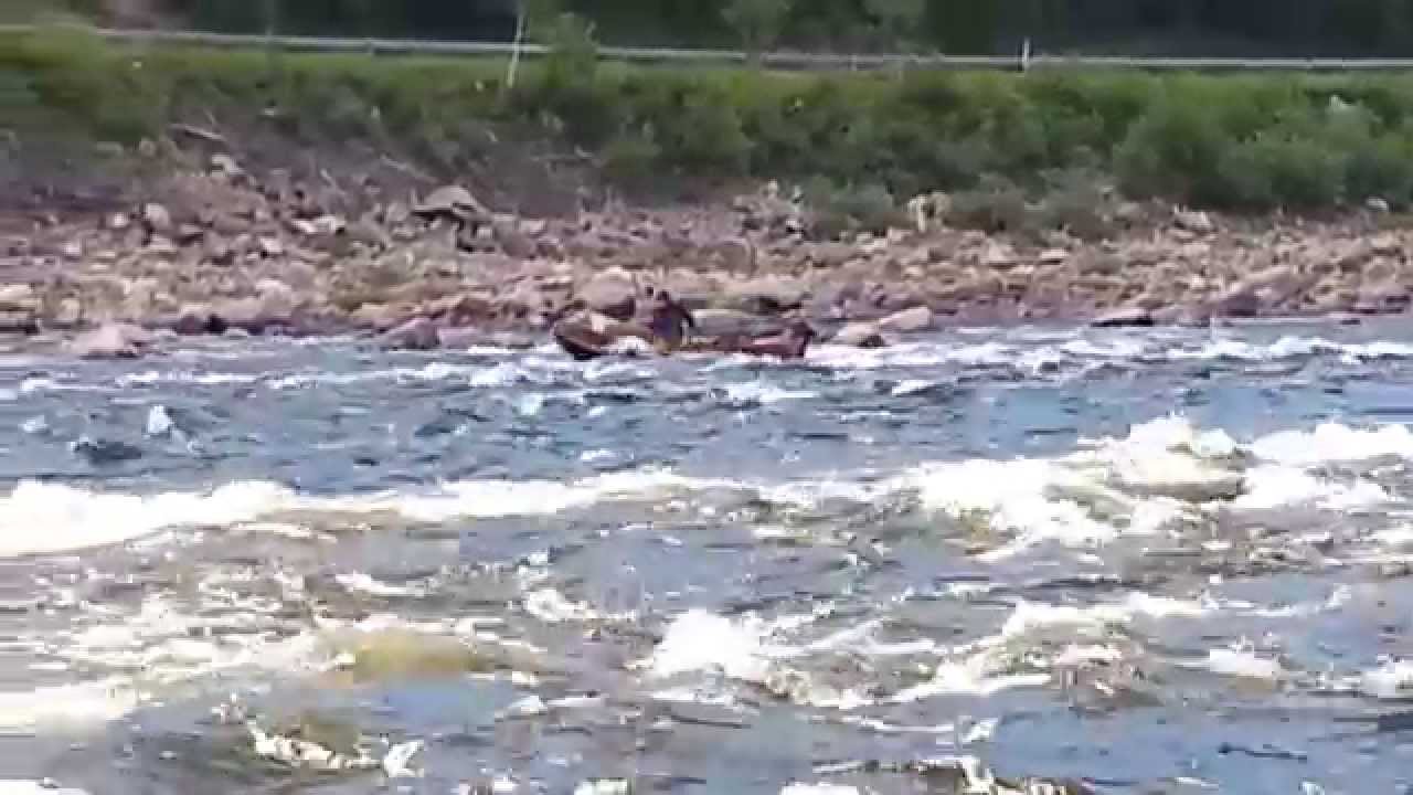 Tuovilan Heikin näppärä venekikkailu Yläkönkäällä 9.7.2015