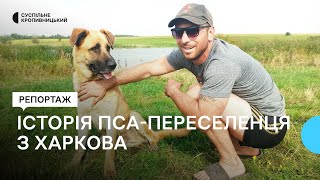 Переселенці з Харкова привезли з собою у Кропивницький безпритульного пса