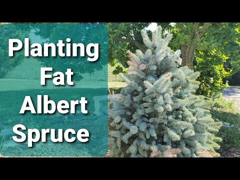 Video: Fat Albert Spruce (12 Duab): Kev Piav Qhia Ntawm Ntau Yam Spruce. Nta Ntawm Cov Hauv Paus Hniav, Kev Saib Xyuas Thiab Luam Tawm. Koj Tuaj Yeem Cog Dab Tsi Ntxiv?